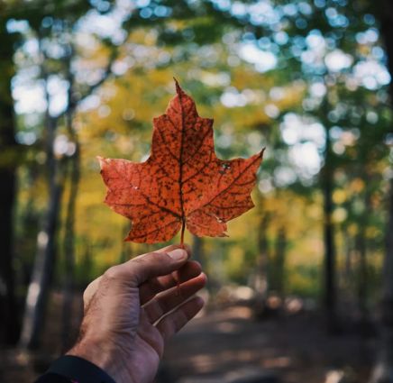 Tour Canada 11 Ngày 10 Đêm: Trải Nghiệm Du Thuyền Royal Princess Tuyệt Tác